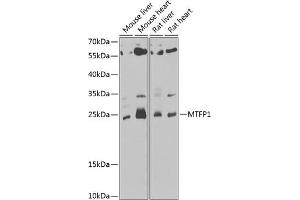 Western blot analysis of extracts of various cell lines, using MTFP1 antibody (ABIN6133078, ABIN6144138, ABIN6144139 and ABIN6222920) at 1:1000 dilution. (Mtfp1 Antikörper  (AA 1-166))
