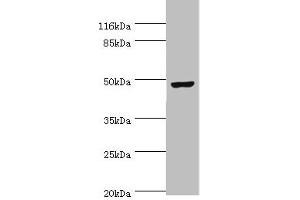 Western blot All lanes: CKMT2 antibody at 6 μg/mL + Hela whole cell lysate Secondary Goat polyclonal to rabbit IgG at 1/10000 dilution Predicted band size: 48 kDa Observed band size: 48 kDa