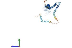 AlphaFold protein structure predicition of Human Recombinant PLEKHD1 Protein, UniprotID A6NEE1