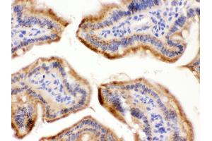 Immunohistochemistry (IHC) image for anti-Fucosyltransferase 1 (Galactoside 2-alpha-L-Fucosyltransferase, H Blood Group) (FUT1) (AA 134-164), (N-Term) antibody (ABIN3042410)