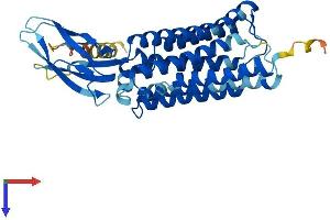CTNS Protein (AA 1-367) (His tag)