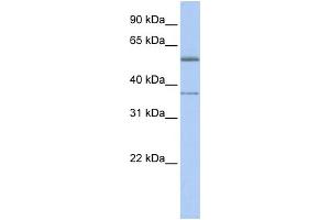 WB Suggested Anti-RXRA Antibody Titration:  0. (Retinoid X Receptor alpha Antikörper  (C-Term))