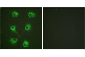 Immunofluorescence (IF) image for anti-V-Crk Sarcoma Virus CT10 Oncogene Homolog (Avian)-Like (CRKL) (AA 173-222) antibody (ABIN2888596) (CrkL Antikörper  (AA 173-222))