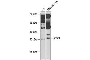 Western blot analysis of extracts of various cell lines, using CD5L antibody (ABIN6130079, ABIN6138212, ABIN6138213 and ABIN6221817) at 1:1000 dilution. (CD5L Antikörper  (AA 20-347))