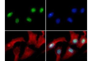 Immunofluorescence of Rabbit Anti-Histone H3 [Asym-dimethyl Arg8] Antibody. (Histone 3 Antikörper  (H3R8me2a))