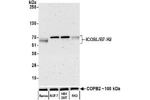 Western Blotting (WB) image for anti-Inducible T-Cell Co-Stimulator Ligand (ICOSLG) (AA 250-300) antibody (ABIN7449158)