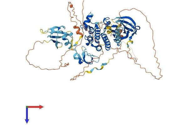 RAF1 Protein (AA 1-648) (His tag)