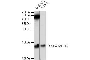 Western blot analysis of extracts of various cell lines, using CCL5/RANTES antibody (ABIN6129370, ABIN6138064, ABIN6138066 and ABIN6221267) at 1:1000 dilution. (CCL5 Antikörper  (AA 24-91))