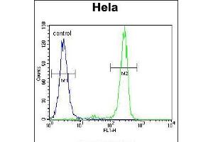 Flow cytometric analysis of Hela cells (right histogram) compared to a negative control cell (left histogram). (MED7 Antikörper  (AA 83-111))