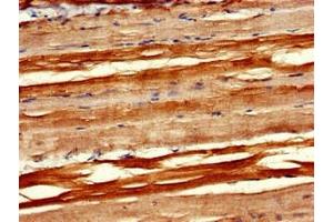 Immunohistochemistry of paraffin-embedded human skeletal muscle tissue using ABIN7166859 at dilution of 1:100 (PXK Antikörper  (AA 1-200))