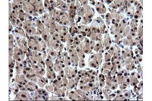 Image no. 1 for anti-RAB37, Member RAS Oncogene Family (RAB37) antibody (ABIN1500561) (RAB37 Antikörper)