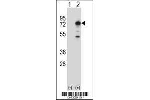 Western blot analysis of PPEF1 using rabbit polyclonal PPEF1 Antibody using 293 cell lysates (2 ug/lane) either nontransfected (Lane 1) or transiently transfected (Lane 2) with the PPEF1 gene. (PPEF1 Antikörper  (AA 298-327))
