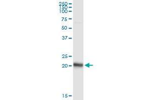 Immunoprecipitation (IP) image for anti-Fibronectin Type III Domain Containing 4 (FNDC4) (AA 1-234) antibody (ABIN528721)