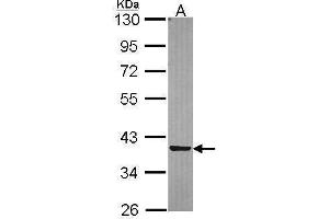 WB Image Sample (30 ug of whole cell lysate) A: A549 10% SDS PAGE antibody diluted at 1:5000
