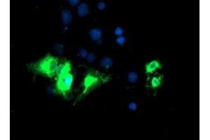 Anti-KCNJ3 mouse monoclonal antibody (ABIN2455488) immunofluorescent staining of COS7 cells transiently transfected by pCMV6-ENTRY KCNJ3 (RC205322). (KCNJ3 Antikörper  (AA 279-501))