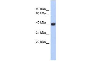 Western Blotting (WB) image for anti-Purine-Rich Element Binding Protein A (PURA) (N-Term) antibody (ABIN2777801) (PURA Antikörper  (N-Term))