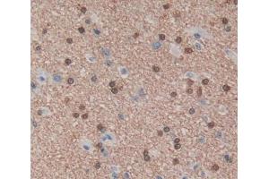 Used in DAB staining on fromalin fixed paraffin- embedded brain tissue (PUF60 Antikörper  (AA 226-549))