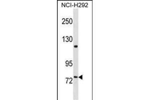 FERMT2 Antibody (C-term) (ABIN1537520 and ABIN2850363) western blot analysis in NCI- cell line lysates (35 μg/lane). (FERMT2 Antikörper  (C-Term))