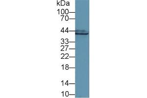 Detection of GS in Mouse Colon lysate using Polyclonal Antibody to Glutamine synthetase (GS) (GLN1 Antikörper  (AA 1-373))