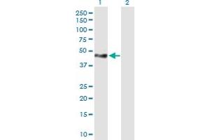 Western Blot analysis of TNS1 expression in transfected 293T cell line by TNS1 MaxPab polyclonal antibody.