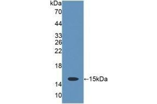 CD7 Antikörper  (AA 23-128)