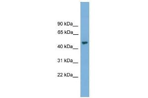 NARF antibody used at 0. (NARF Antikörper  (Middle Region))