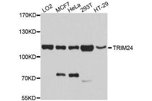 Western blot analysis of extracts of various cell lines, using TRIM24 antibody. (TRIM24 Antikörper  (AA 600-820))