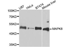 Western blot analysis of extracts of various cell lines, using MAPK8 antibody. (JNK Antikörper  (AA 245-345))