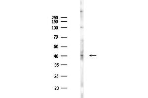 Western blot analysis of lysates from PC12 cells(LPS 4h treatment), using Phospho-MKP1/2 (Ser296/Ser318) Antibody at 1/1000 dilution. (MKP1/2 (pSer296), (pSer318) Antikörper)