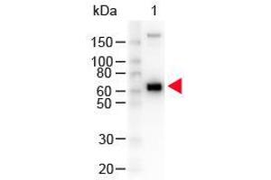 Western Blot of Peroxidase conjugated Goat anti-Monkey IgM mu antibody. (Ziege anti-Affe IgM (Chain mu) Antikörper (HRP))