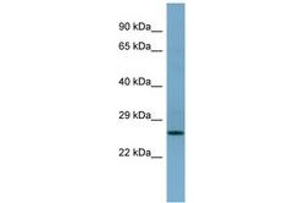 APIP antibody  (AA 143-192)