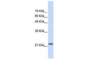 Western Blotting (WB) image for anti-RAS-Like, Family 10, Member A (RASL10A) antibody (ABIN2459520) (RASL10A Antikörper)