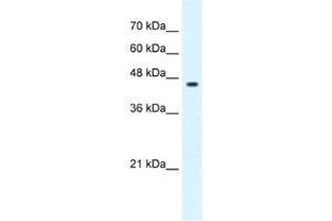 Western Blotting (WB) image for anti-GLIS Family Zinc Finger 3 (GLIS3) antibody (ABIN2461993) (GLIS3 Antikörper)