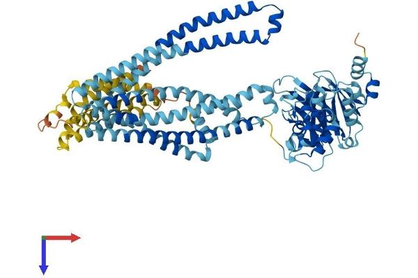 TAP1 Protein (AA 1-724) (His tag)