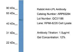 Western Blotting (WB) image for anti-Lipoprotein Lipase (LPL) (C-Term) antibody (ABIN2788391)