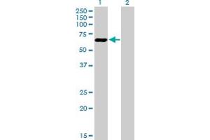 Western Blot analysis of ATF7 expression in transfected 293T cell line by ATF7 MaxPab polyclonal antibody. (AFT7 Antikörper  (AA 1-483))