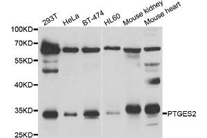 Western blot analysis of extracts of various cell lines, using PTGES2 antibody (ABIN5974292) at 1/1000 dilution. (PTGES2 Antikörper)