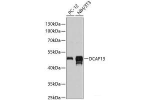 Western blot analysis of extracts of various cell lines using DCAF13 Polyclonal Antibody at dilution of 1:3000. (DCAF13 Antikörper)