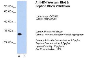 Host:  Rabbit  Target Name:  ID4  Sample Type:  HepG2  Lane A:  Primary Antibody  Lane B:  Primary Antibody + Blocking Peptide  Primary Antibody Concentration:  2.