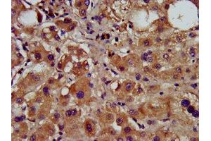 IHC image of ABIN7148955 diluted at 1:600 and staining in paraffin-embedded human liver tissue performed on a Leica BondTM system. (Cyclin Y Antikörper  (AA 2-170))