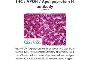 Image no. 1 for anti-Apolipoprotein H (Beta-2-Glycoprotein I) (APOH) antibody (ABIN1731883) (APOH Antikörper)
