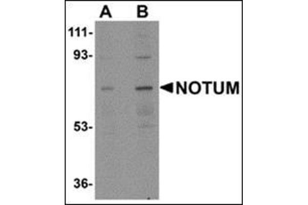 NOTUM 抗体  (N-Term)