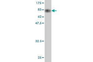 Western Blot detection against Immunogen (79. (HSPBAP1 Antikörper  (AA 1-488))