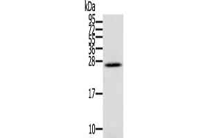 Western Blotting (WB) image for anti-Interleukin 28B (Interferon, lambda 3) (IL28B) antibody (ABIN2430305) (IL28B Antikörper)