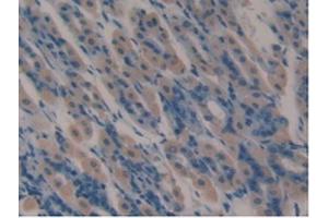 IHC-P analysis of Mouse Stomach Tissue, with DAB staining. (Lactoferrin Antikörper  (AA 63-193))