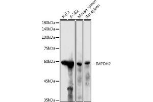 Western blot analysis of extracts of various cell lines, using IMPDH2 antibody (ABIN6130493, ABIN6142435, ABIN6142436 and ABIN6220985) at 1:500 dilution. (IMPDH2 Antikörper  (AA 215-514))