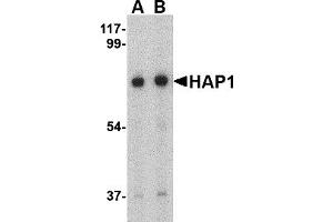 Western Blotting (WB) image for anti-Huntingtin Associated Protein 1 (HAP1) (Middle Region) antibody (ABIN1030947) (HAP1 Antikörper  (Middle Region))