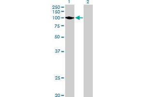 Western Blot analysis of HK2 expression in transfected 293T cell line by HK2 MaxPab polyclonal antibody.