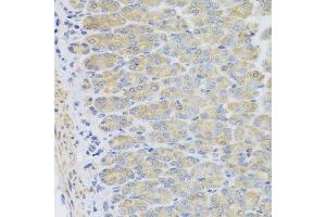 Immunohistochemistry of paraffin-embedded mouse stomach using EFHC1 antibody at dilution of 1:100 (x40 lens). (EFHC1 Antikörper)
