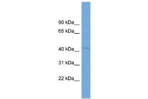 WB Suggested Anti-RABEPK  Antibody Titration: 0. (RABEPK Antikörper  (N-Term))